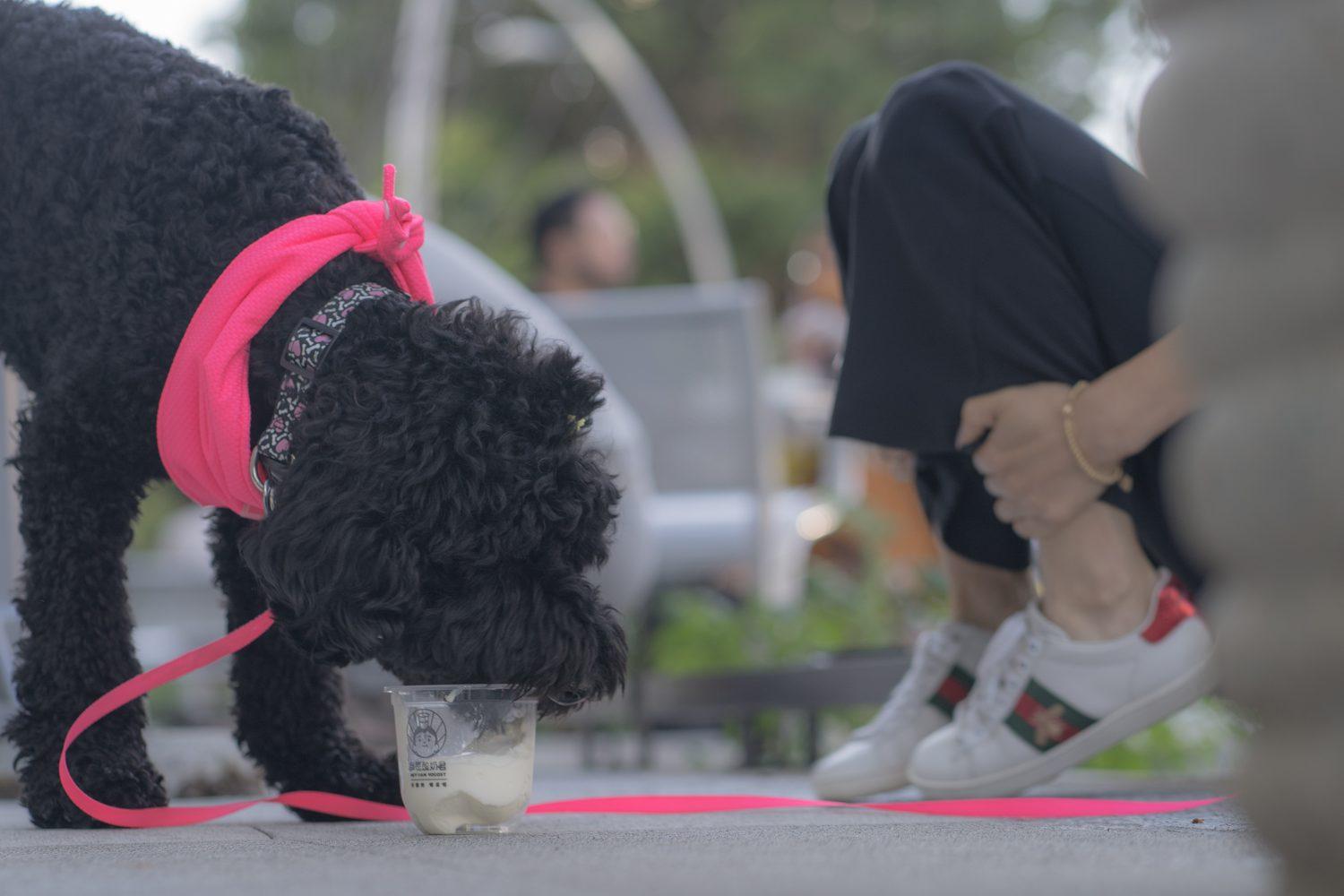 A black curly-haired dog tasting yogurt from a Yogost cup